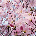 Post Thumbnail of Spring Time of Birth