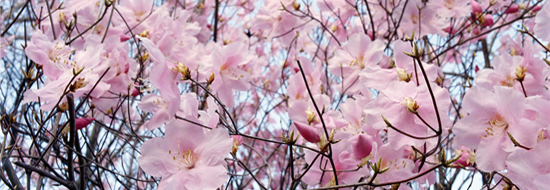 Spring Time of Birth